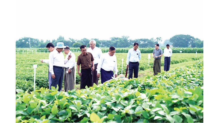 မြန်မာနိုင်ငံ ဆီကုန်သည်နှင့် ဆီလုပ်ငန်းရှင်များ အသင်း (ရန်ကုန်)မှ လေ့လာရေးအဖွဲ့ နေပြည်တော်ရှိ ဆီထွက်ပဲပုပ်မျိုး ခုနစ်မျိုး သုတေသန စမ်းသပ်ကွက်များ ကြည့်ရှုလေ့လာ