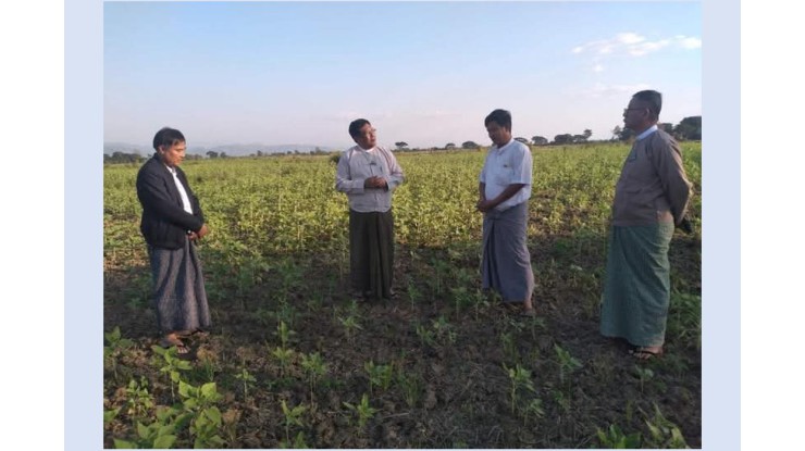 ဆောင်းသီးနှံအောင်မြင်ဖြစ်ထွန်းနေမှုများကွင်းဆင်းစစ်ဆေး နေကြာမျိုးစေ့ထုတ်တောင်သူများနှင့်တွေ့ဆုံ