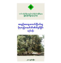 အရည်အသွေးကောင်းပြီး ၀င်ငွေပိုရသည့် သရက်သီးအိတ်စွပ်ခြင်းလုပ်ငန်း