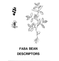 FABA BEAN  Descriptors