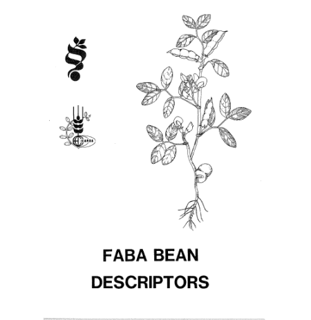 FABA BEAN  Descriptors