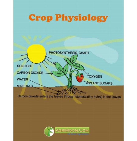 Crop-Physiology