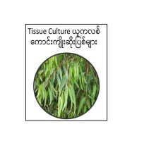 Tissue Culture ယူကလစ်၏ကောင်းကျိုးဆိုးပြစ်များ