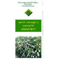 ရွှေတောင် - ၈ နှင့် ငွေချည် - ၉ အထူးအထွက်တိုး ချည်မျှင်ရှည် ဝါမျိူးသစ်