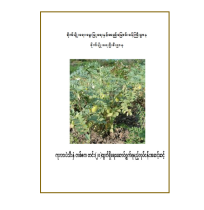 ကုလားပဲသီးနှံတစ်ဧကတင်း(၂၀)ထွက်ရှိရေးဆောင်ရွက်ရမည့်လုပ်ငန်းအဆင့်ဆင့်