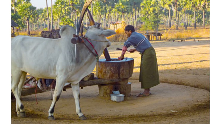 မြေပဲဈေးနှုန်း ကျဆင်းသွားသည့်အတွက် မြေပဲဆီဈေးနှုန်းကျဆင်း